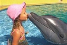 Dolphin Encounter
